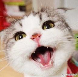 娱乐吃瓜猫张一张